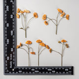 12PCS Real Side Pressed Dried daisy Dyed Orange Flower with Stem FSS105 Dried Flower