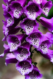 1000 PURPLE FOXGLOVE Digitalis Purpurea Flower Seeds Flowering Plants