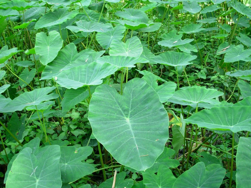 Elephant ear taro live plant with large green leaves