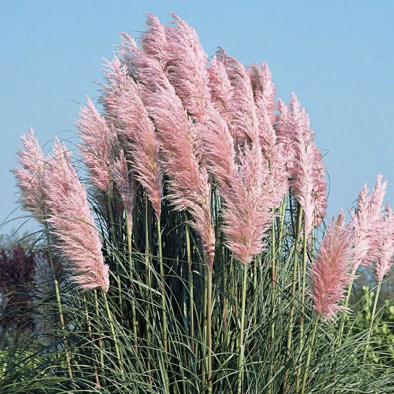 3 Pink Pampas Grass in 3.5 inch pots, one plant per pot, 3 pots Pampas Grass