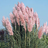 3 Pink Pampas Grass in 3.5 inch pots, one plant per pot, 3 pots Pampas Grass