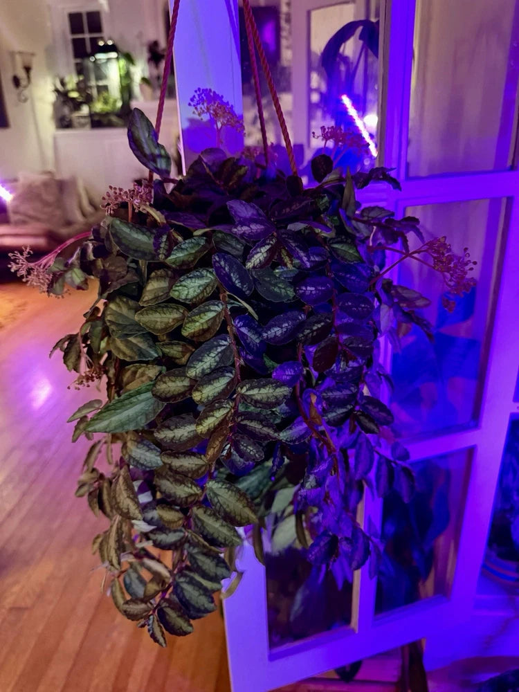 Hanging basket plant with dark green and purple variegated leaves
