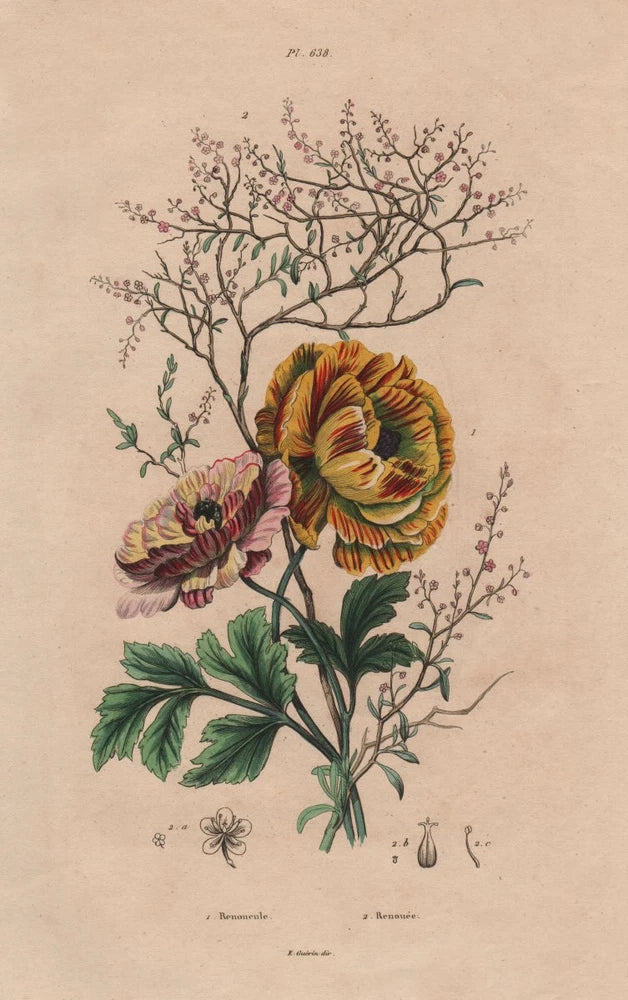 FLOWERS. Ranunculus. RenouŽe (Knotweed) 1833 old antique vintage print picture Ranunculus