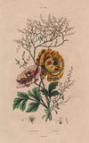 FLOWERS. Ranunculus. RenouŽe (Knotweed) 1833 old antique vintage print picture Ranunculus