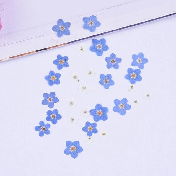 Set of 20 pressed forget-me-not flowers, light blue with yellow centers