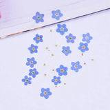 20PCS real Pressed dry Forget me not flowers for art craft, blue and white FCD21 Dried Flower