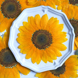 1 Pc Sunflower Pressed Dried Flower for Resin Dried Flower