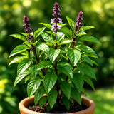 __600+ CINNAMON BASIL SEEDS | HEIRLOOM HERB | MOSQUITO REPELLENT | FREE SHIPPING Garden Plants