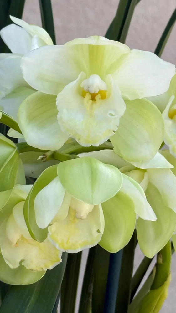 Light green cymbidium orchid in bloom with three flowers
