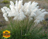 200PCS White Pampas Grass Seeds, Perennial Ornamental Heirloom Grass Pampas Grass