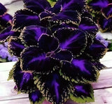 10+ Black Purple Coleus Seeds Ð Bold Foliage Plant Ð Easy-to-Grow for Garden or Garden Plants