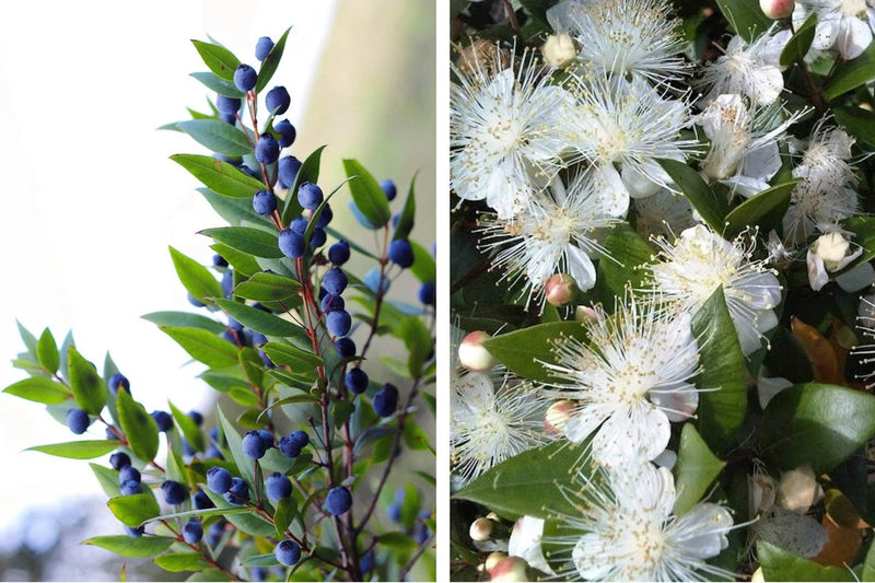 20 TRUE MYRTLE Myrtus Communis White Flower Edible Blue Berry Fruit Shrub Seeds Flowering Plants
