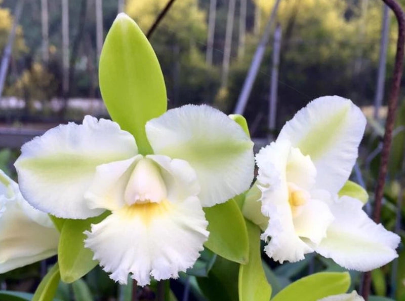 White and pale green orchid blossoms with ruffled petals and upright green leaves