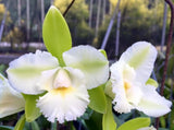 Epc. Siam Jade 'SVO' Blooming Size Cattleya Orchid Clone.  Beautiful Fragrant... Orchids