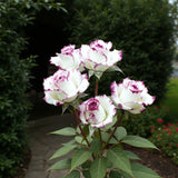 50 Pink Edge Rose Seeds Ð Elegant Two-Tone Blooms for Outdoor Planting Garden Plants