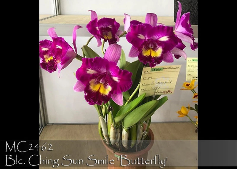 Purple and pink orchid bouquet with butterfly-shaped flowers