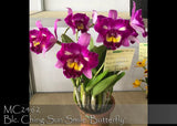 Blc. Ching Sun Smile ' Butterfly ' Orchids