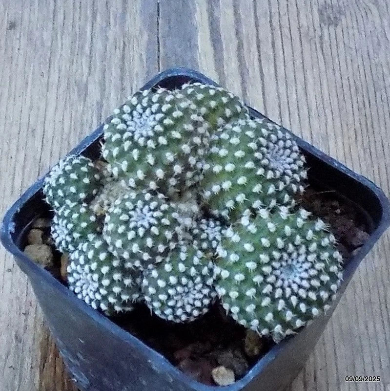 D6332 REBUTIA SANGUINIFLORA pot7-H5,5-W8 cm MaMa Cactus Green Plant