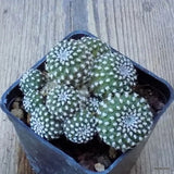 D6332 REBUTIA SANGUINIFLORA pot7-H5,5-W8 cm MaMa Cactus Green Plant