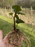 5 Bare Root Triple Crown Thornless Black Berry Plants Buy 5 Plants Get 1 Free Flowering Plants