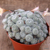 D3977 REBUTIA SUNRISE pot10-H7-W12 cm MaMa Cactus Green Plant
