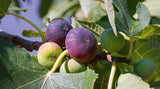100+ Ronde de Bordeaux Fig Seeds for Garden Planting - USA - FREE SHIPPING! Garden Plants