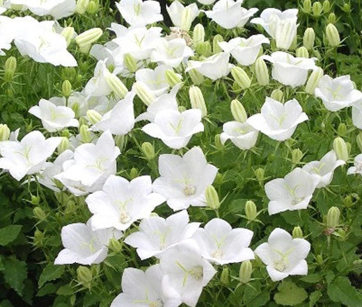 BELLFLOWER TUSSOCK WHITE Campanula Carpatica - 1,000 Bulk Seeds Flowering Plants
