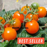50+ Seeds ORANGE DREAM MICRO DWARF Tomato Easy to Grow Vegetable Garden Planting Garden Plants