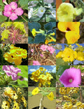 UNCARINA variety MIX, magadascar plant  caudex succulent desert bonsai  5 seeds Garden Plants