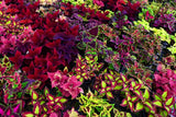 100 Mixed Colors COLEUS RAINBOW MIX Shade Houseplant Solenostemon Flower Seeds Flowering Plants