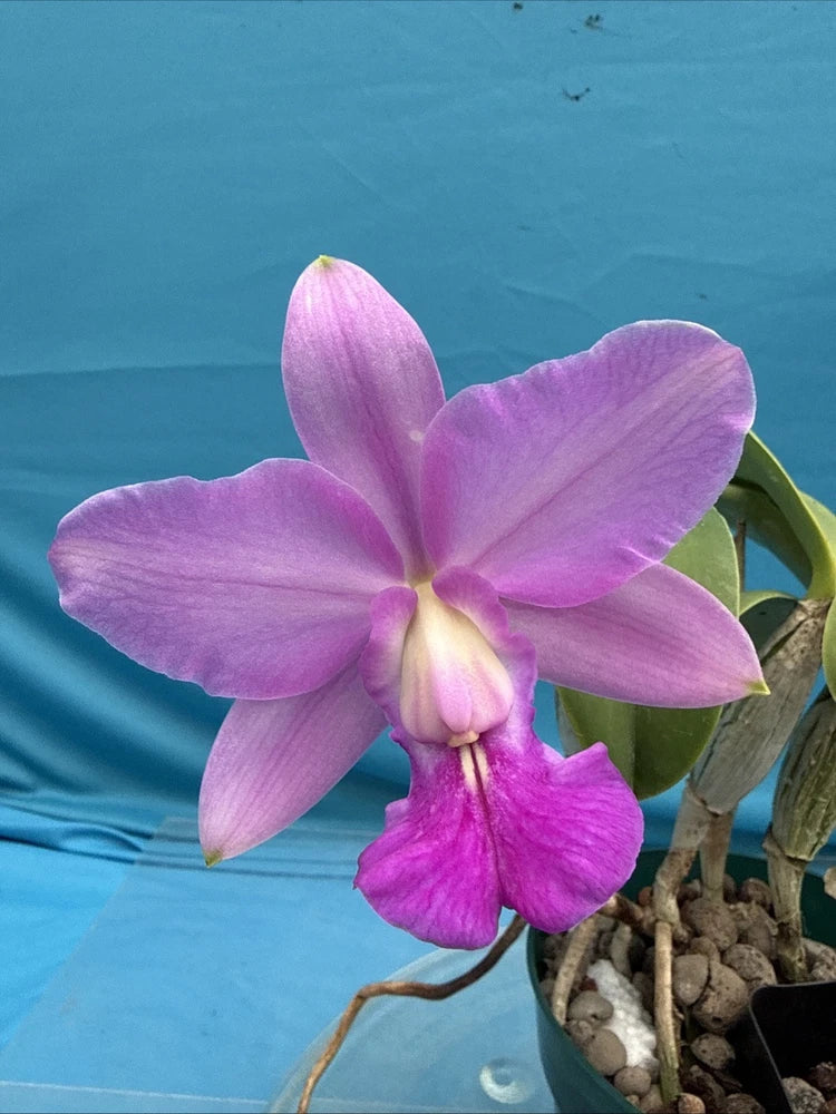 Potted fragrant orchid with five purple-pink petals and magenta lip, in small pot