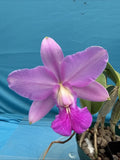 Cattleya walkeriana v. striata ÔCicloneÕ Fragrant Species Orchid Eros 6Ó Pot Orchids