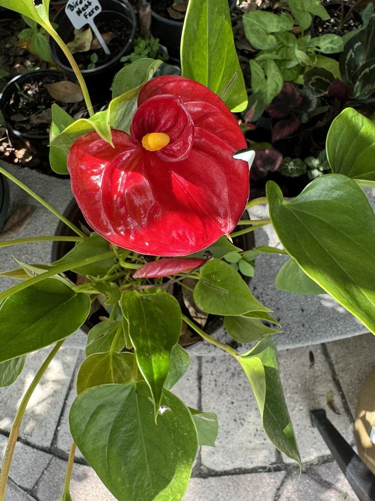 Red anthurium flower with waxy heart-shaped leaves, potted plant