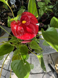 Anthurium Plant Orchids