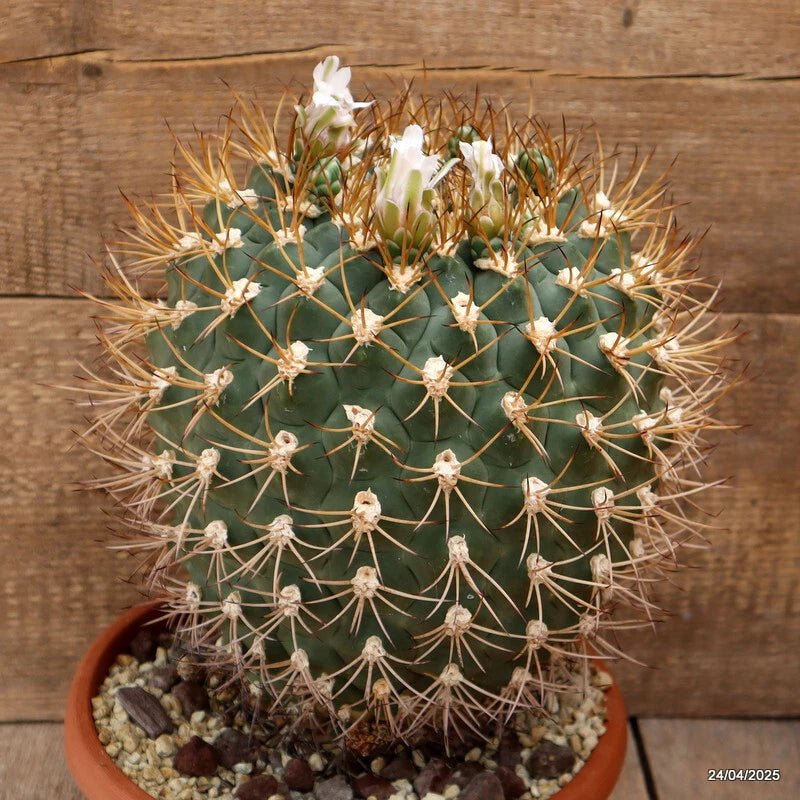 D3864 GYMNOCALYCIUM PFLANSII 20 YEARS OLD pot25-H30-W23 cm MaMa Cactus Green Plant