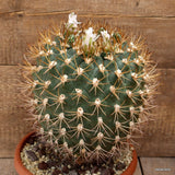 D3864 GYMNOCALYCIUM PFLANSII 20 YEARS OLD pot25-H30-W23 cm MaMa Cactus Green Plant