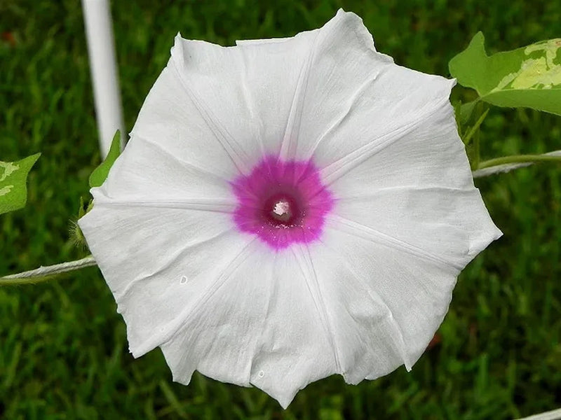 Ipomoea purpurea Jamie Lynn | 10_Seeds Garden Plants