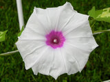 Ipomoea purpurea Jamie Lynn | 10_Seeds Garden Plants