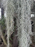 1 GAL LUSH FRESH LIVE SPANISH MOSS-  AIR PLANT FOR GROWING, ORCHIDS & TABLE DEC Orchids