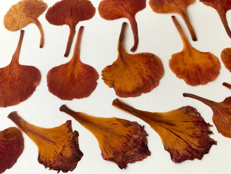 32 pc royal poinciana natural pressed flowers cards art/crafts candles resin USA Dried Flower