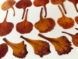 32 pc royal poinciana natural pressed flowers cards art/crafts candles resin USA Dried Flower