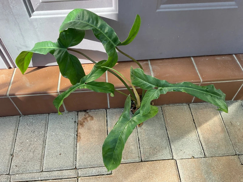 Philodendron houseplant with dark green heart-shaped leaves and trailing stems