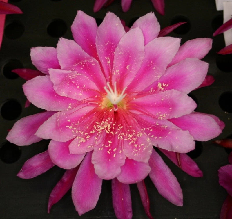 Pink orchid cactus blossom with ruffled petals and speckled center