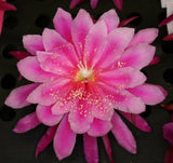 Epiphyllum, Orchid Cactus, " TORU SAN ", Don's Quart pots MAR/3 Orchids