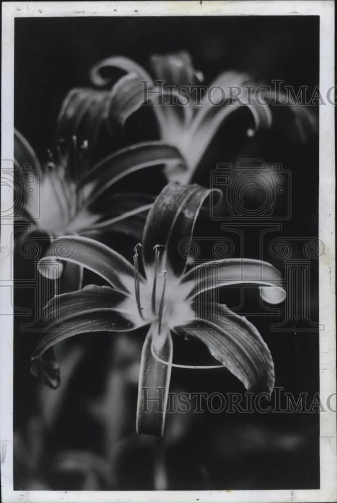 Black-and-white press photo close-up of blooming lilies with opened petals