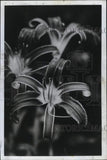 1972 Press Photo Close-up of bloomed lilies - pia09993 Lily
