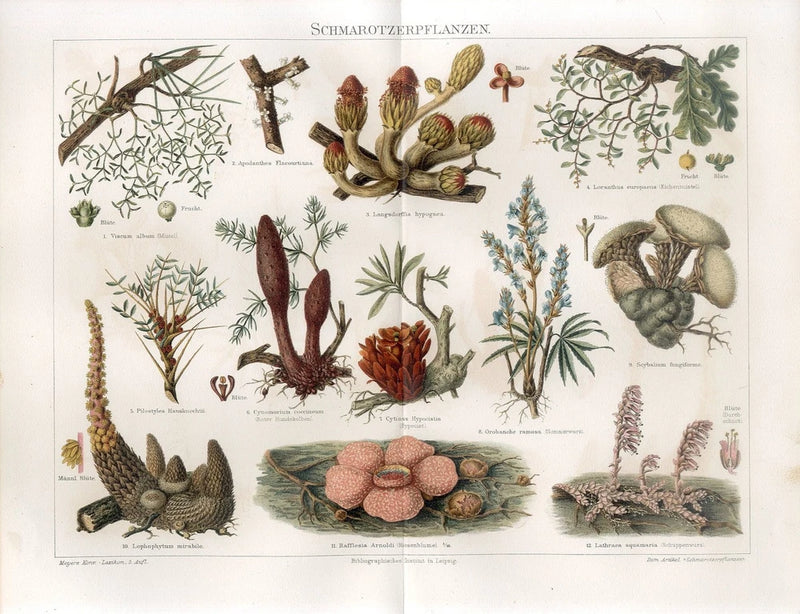1895 GIANT PADMA CORPSE FLOWER MALTESE MUSHROOM BROOMRAPE Chromolithograph Print Flowering Plants