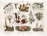 1895 GIANT PADMA CORPSE FLOWER MALTESE MUSHROOM BROOMRAPE Chromolithograph Print Flowering Plants