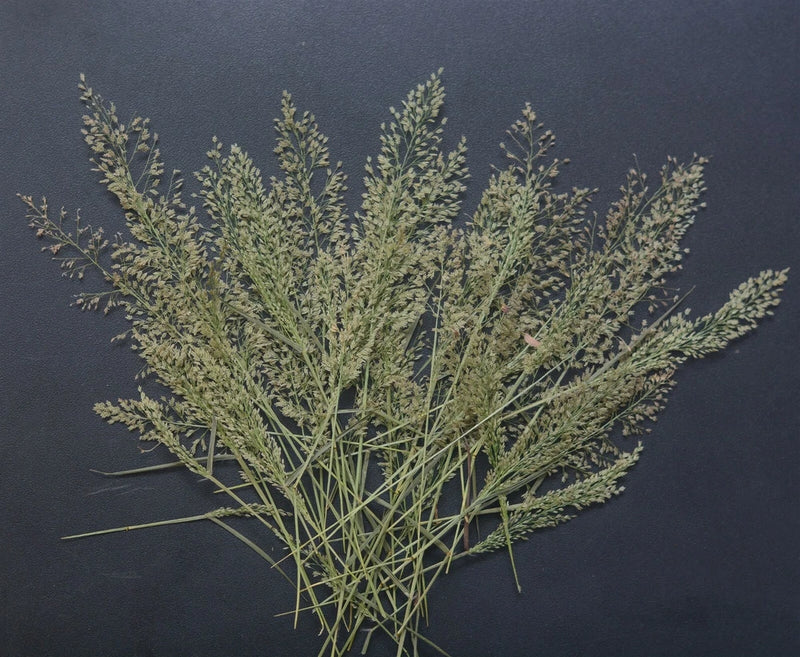 Natural Pressed Dried Flower Branches Leaves for Resin Art Card Making Dried Flower