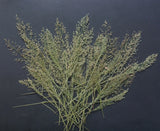 Natural Pressed Dried Flower Branches Leaves for Resin Art Card Making Dried Flower